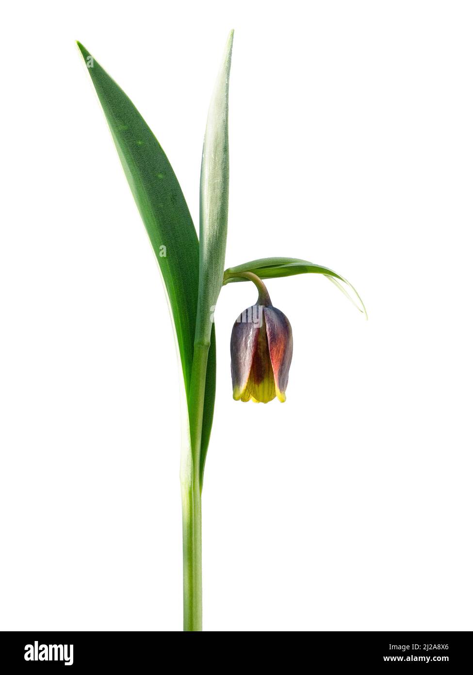 A close up of a single mahogany and yellow bell shaped flower of Fritillaria uva-vulpis against a clear white background Stock Photo