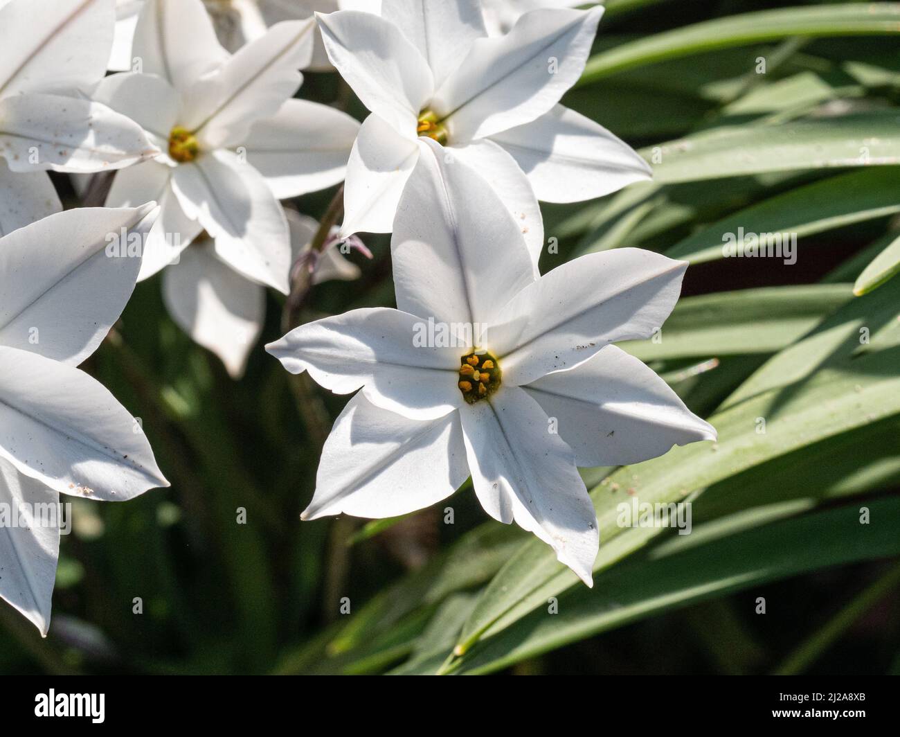 A close up of the clear white star shaped flowers of the early spring bulb Ipheion 'Alberto Castillo' Stock Photo