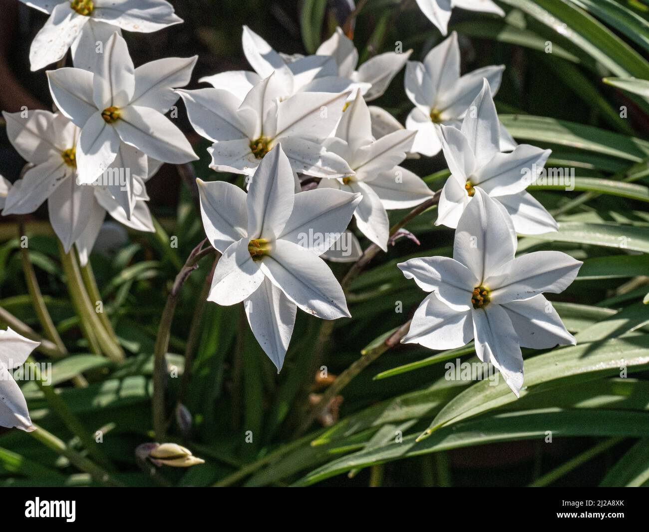 A close up of the clear white star shaped flowers of the early spring bulb Ipheion 'Alberto Castillo' Stock Photo