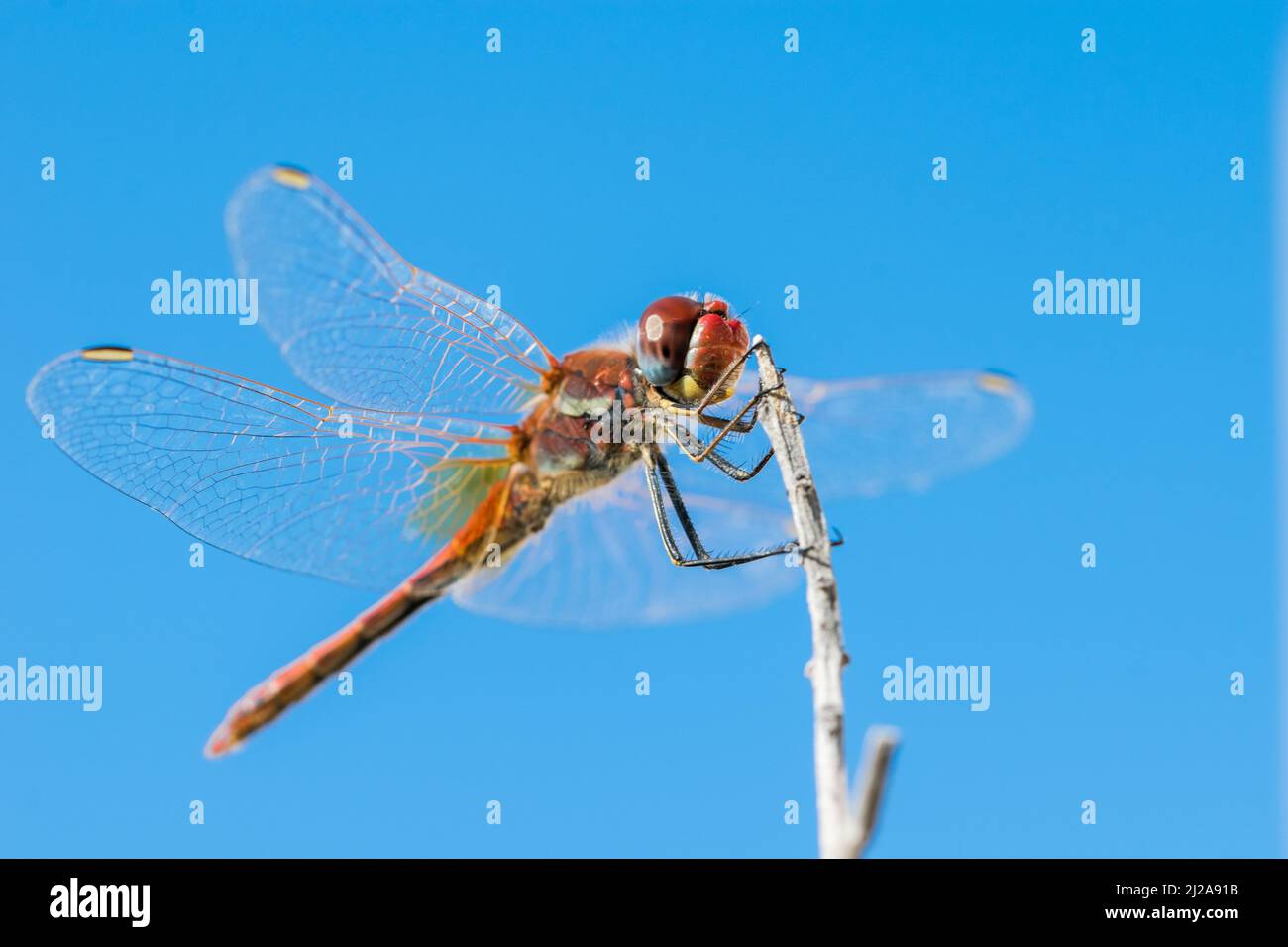 A macro shot of a dragonfly with its wing spread, resting on a twig ...