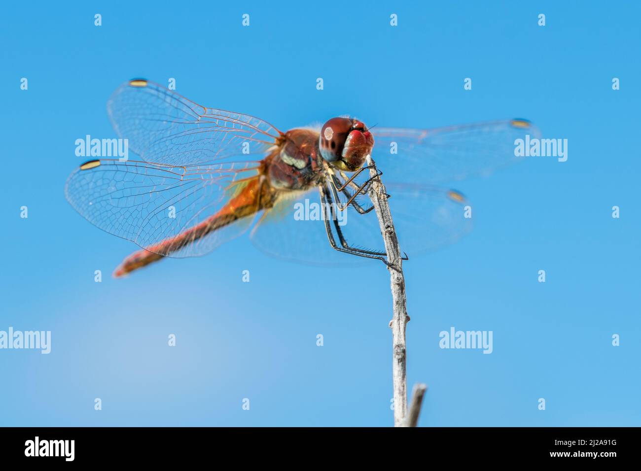 A macro shot of a dragonfly with its wing spread, resting on a twig ...