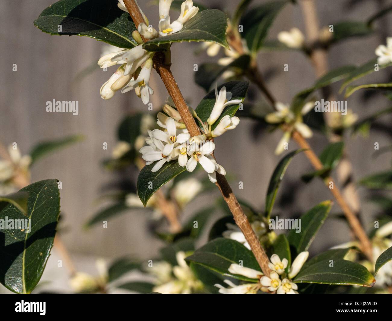 A close up of the pure white flowers and dark green leaves of Osmanthus burkwoodii Stock Photo