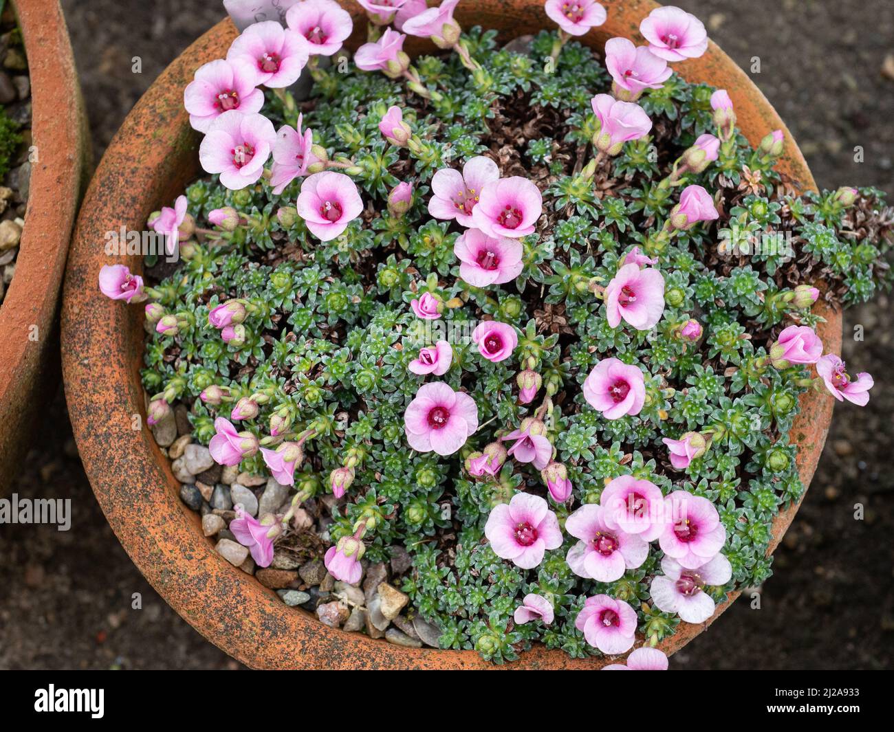 A pan of the early flowering alpine Saxifraga 'Cranbourne' showing the delicate pink flowers Stock Photo