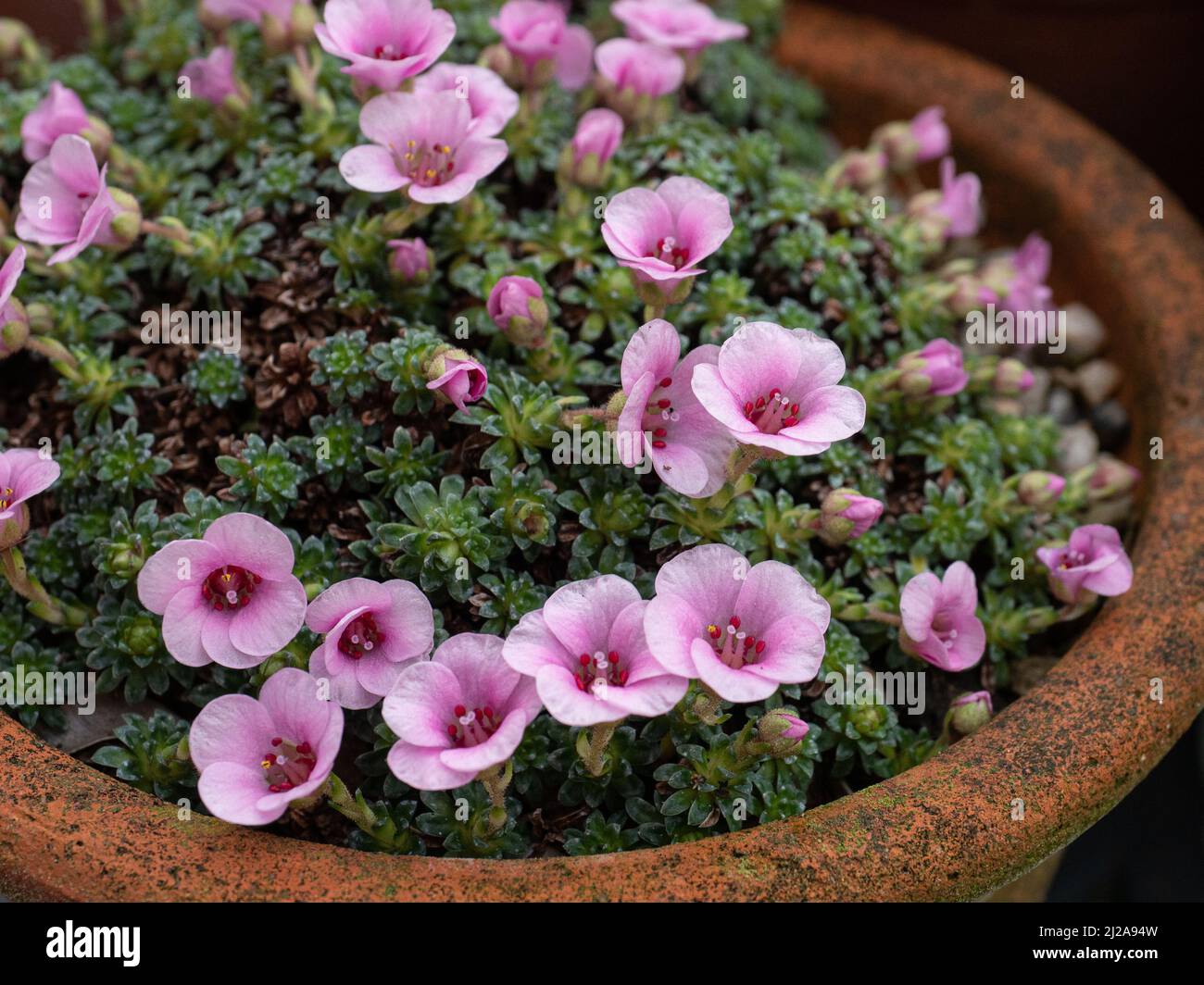 A close up of the delicate pink flowers of the early flowering alpine Saxifraga 'Cranbourne' Stock Photo
