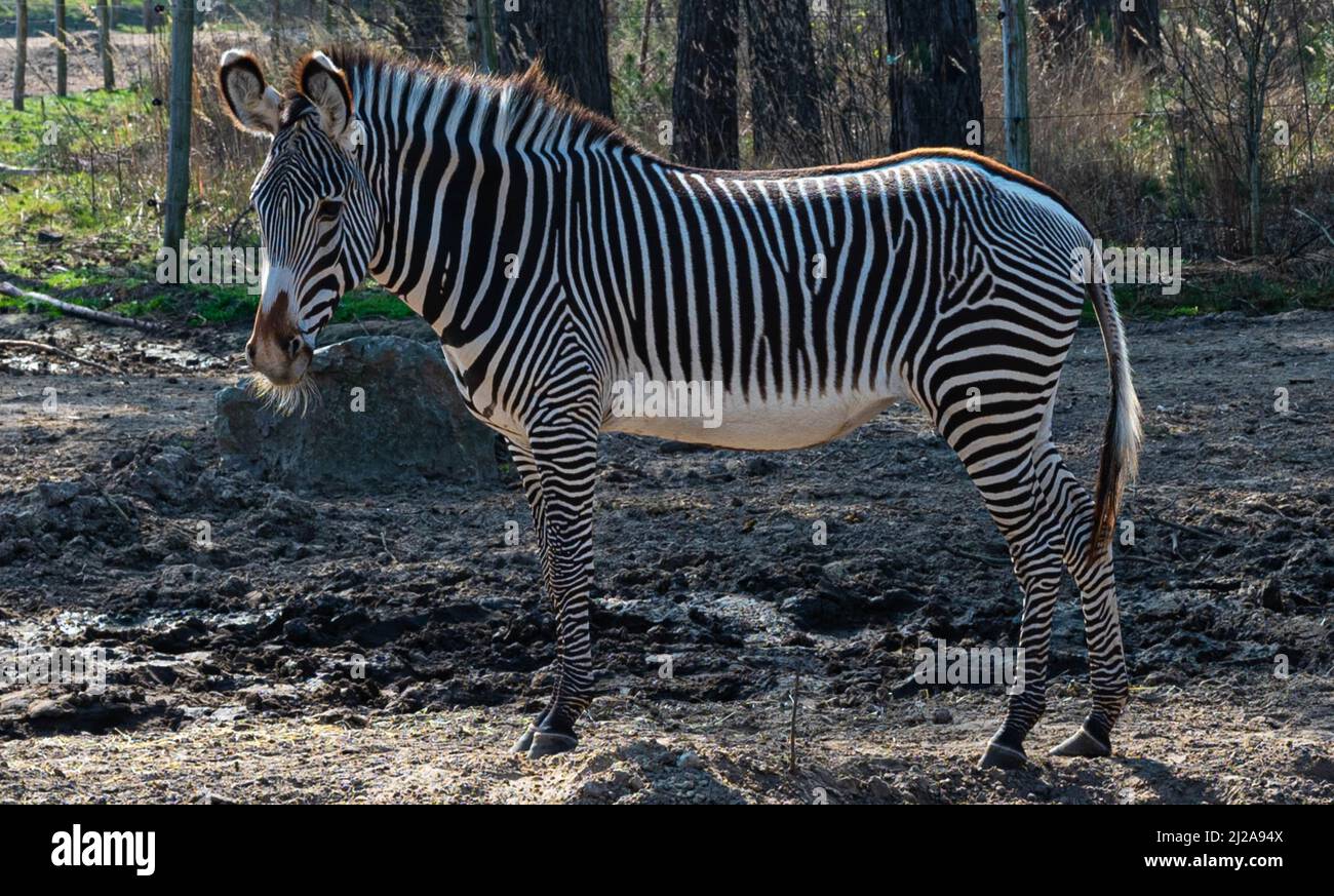 zebra standing on savanna ground curiously looks into the camera in a zoo  called safari park Beekse Bergen in Hilvarenbeek Stock Photo - Alamy