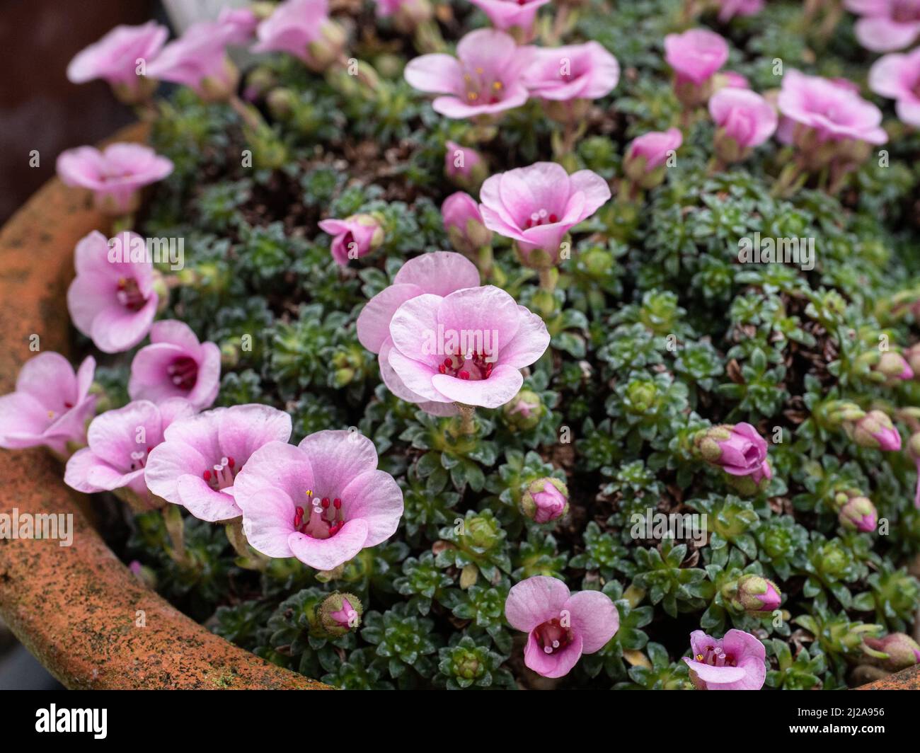 A close up of the delicate pink flowers of the early flowering alpine Saxifraga 'Cranbourne' Stock Photo