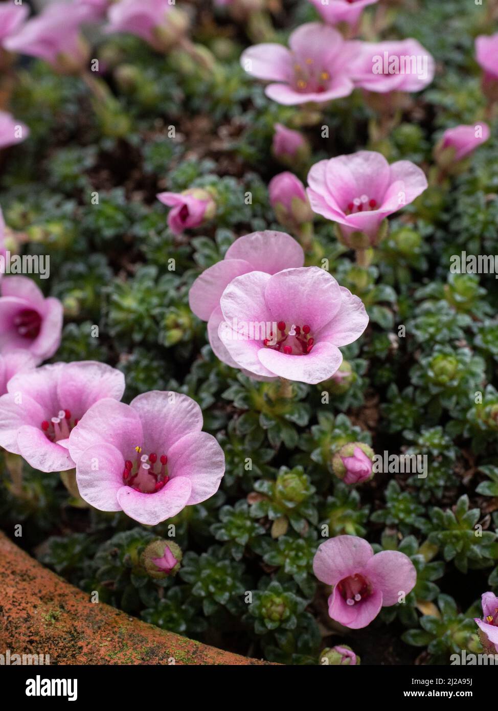 A close up of the delicate pink flowers of the early flowering alpine Saxifraga 'Cranbourne' Stock Photo