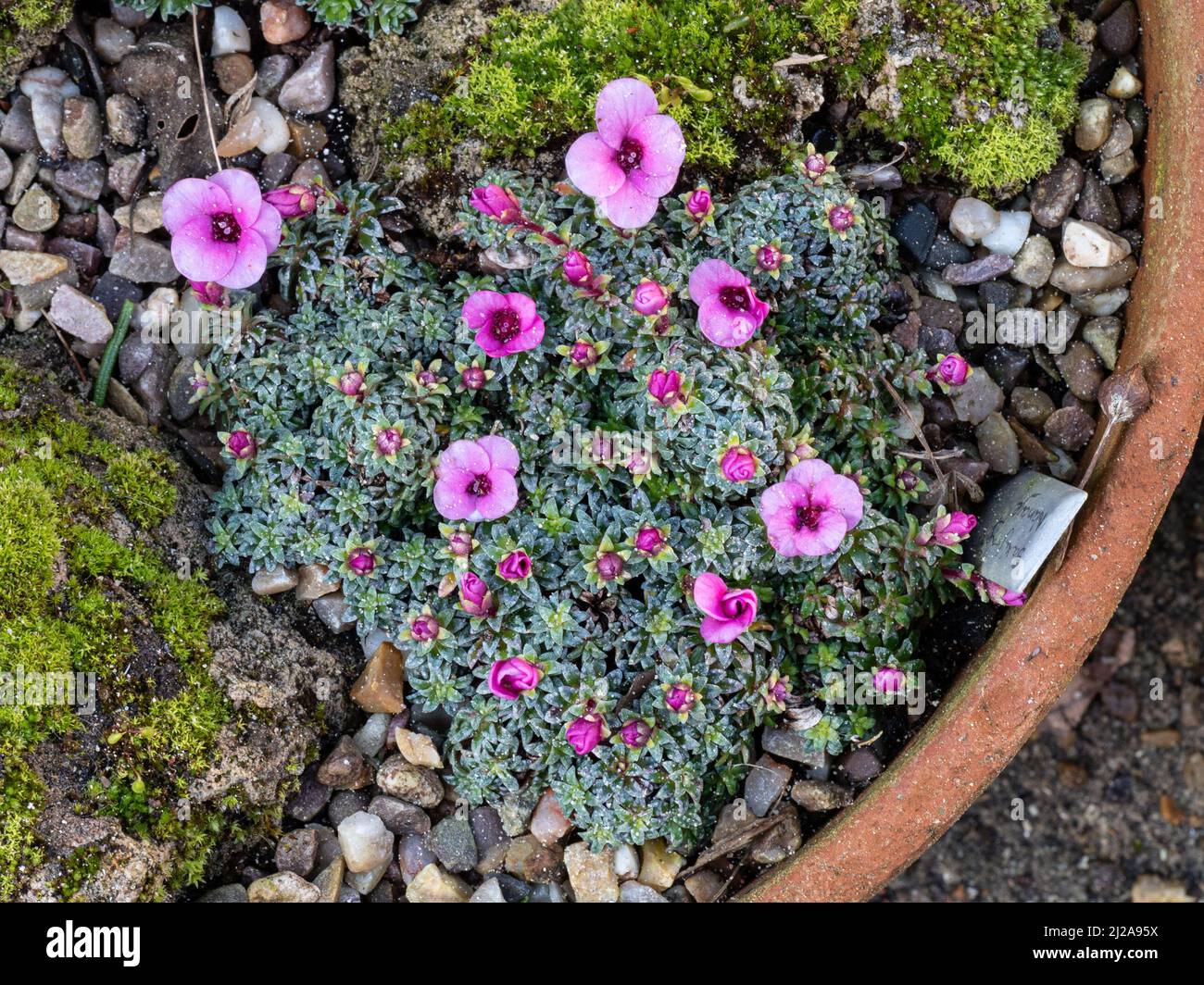 An encrusted mound of the early flowering kabschia Saxifraga Nanceye showing the delicate deep pink flowers Stock Photo