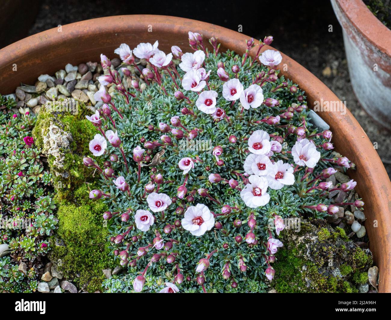 An encrusted mound of the early flowering kabschia Saxifraga Jenkinsae showing the delicate pale pink flowers Stock Photo