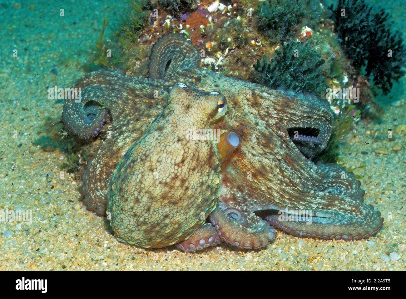 Veined octopus (Octopus marginatus), Egypt, Red sea Stock Photo