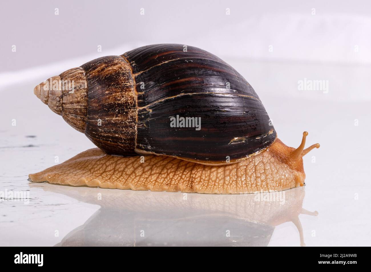 a large snail Achatina crawls on glass with water drops. High quality ...
