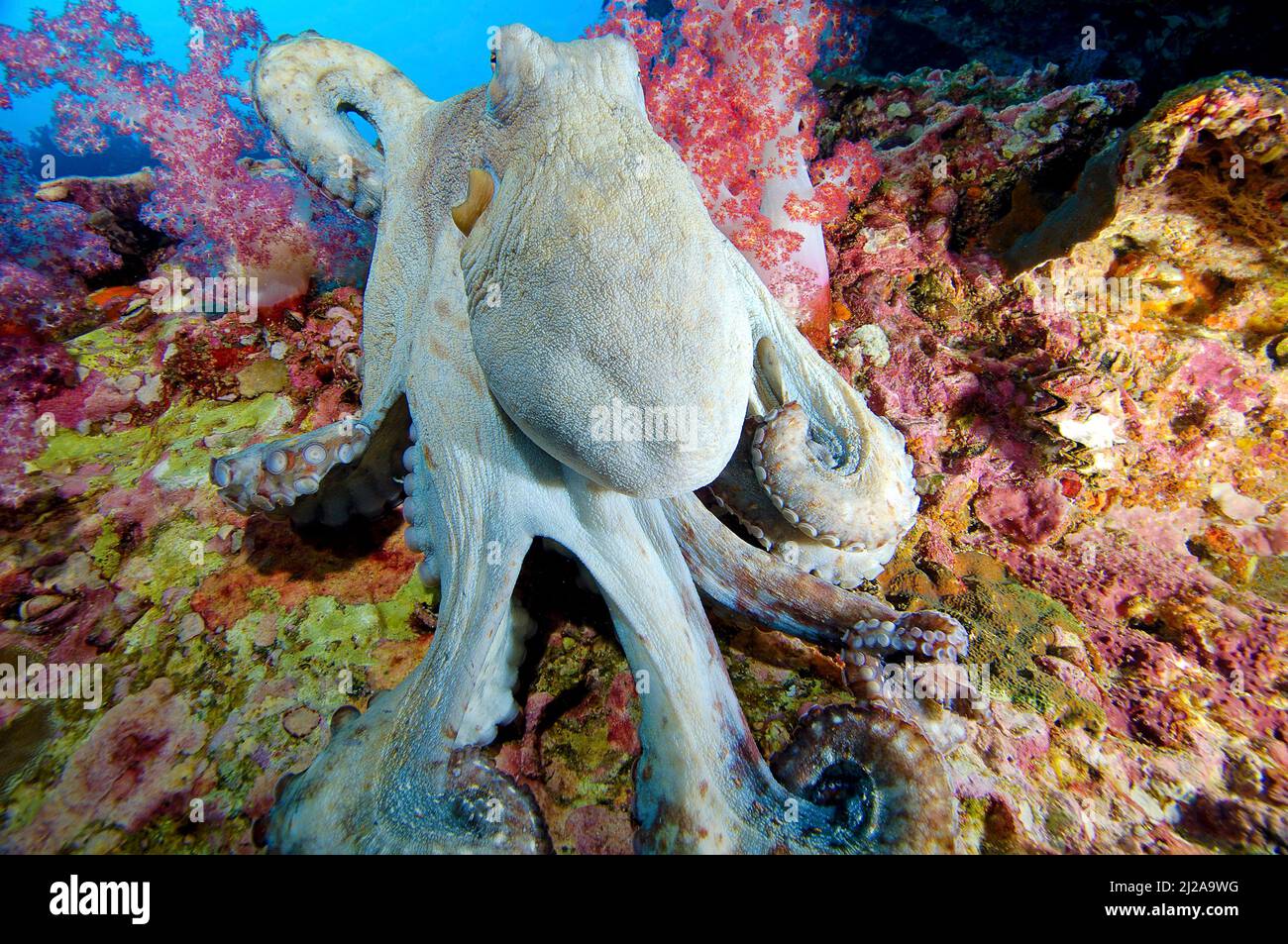 Big blue Octopus or Reef Octopus (Octopus cyanea) in a coral reef, Similan islands, Thailand Stock Photo