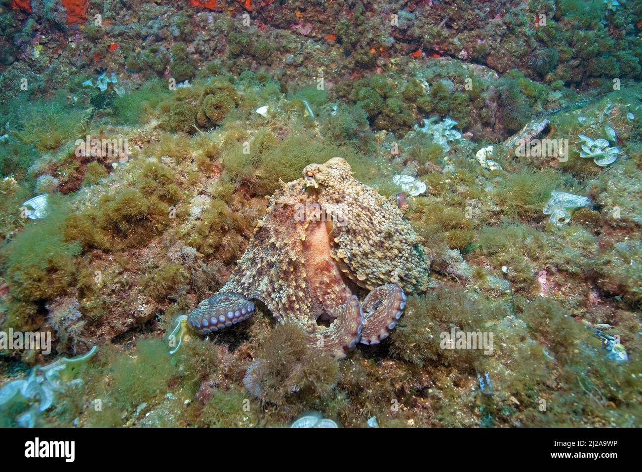 Common Octopus (Octopus vulgaris), Port Cros, Hyeres, France Stock Photo