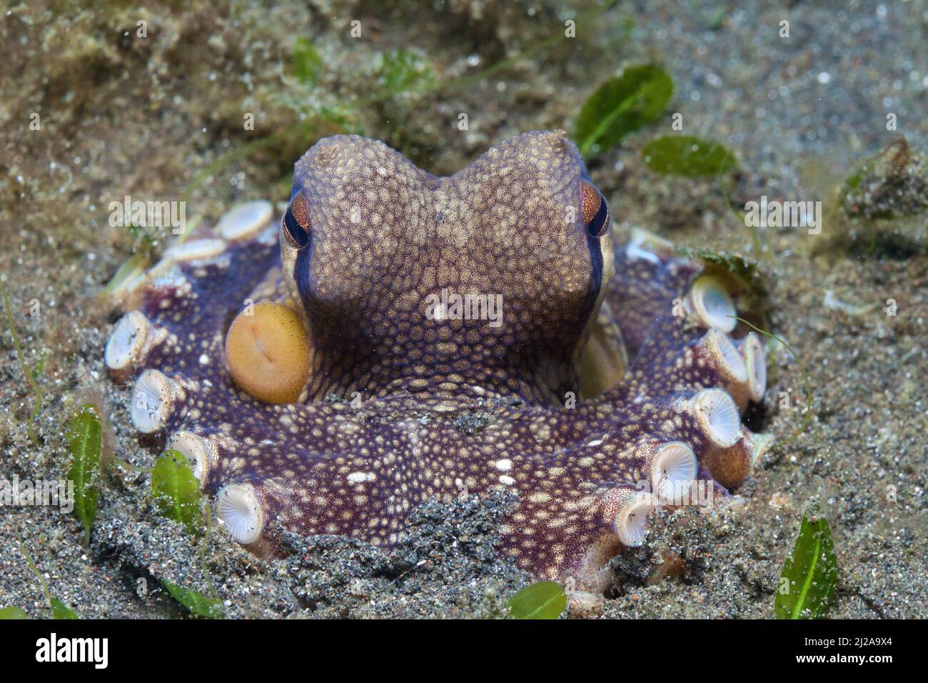 Coconut octopus or Veined octopus (Amphioctopus marginatus), Lembeh strait, Manado, Indonesia Stock Photo