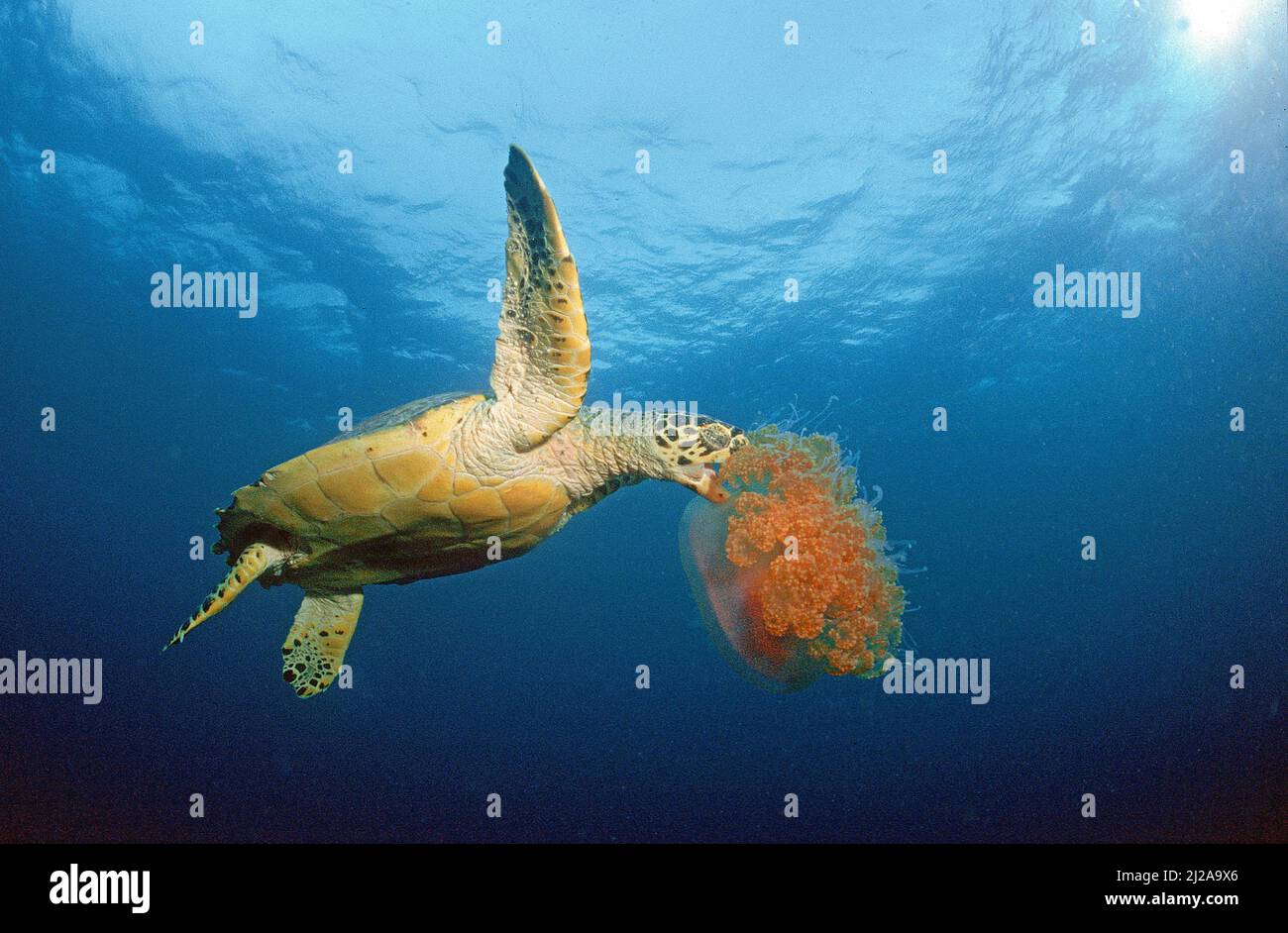 Hawksbill turtle (Eretmochelys imbricata) feeding on jellyfish (Cephea cephea), Cozumel island, Yucatan, Mexico Stock Photo