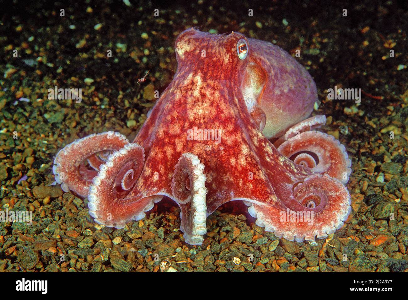 Curled Octopus (Eledone cirrhosa), Stamnes, Vaksdal, Hordaland, Norway Stock Photo