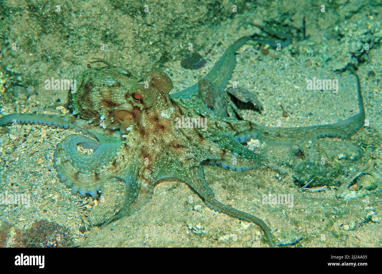 Common Octopus (Octopus vulgaris), Corsica, France Stock Photo