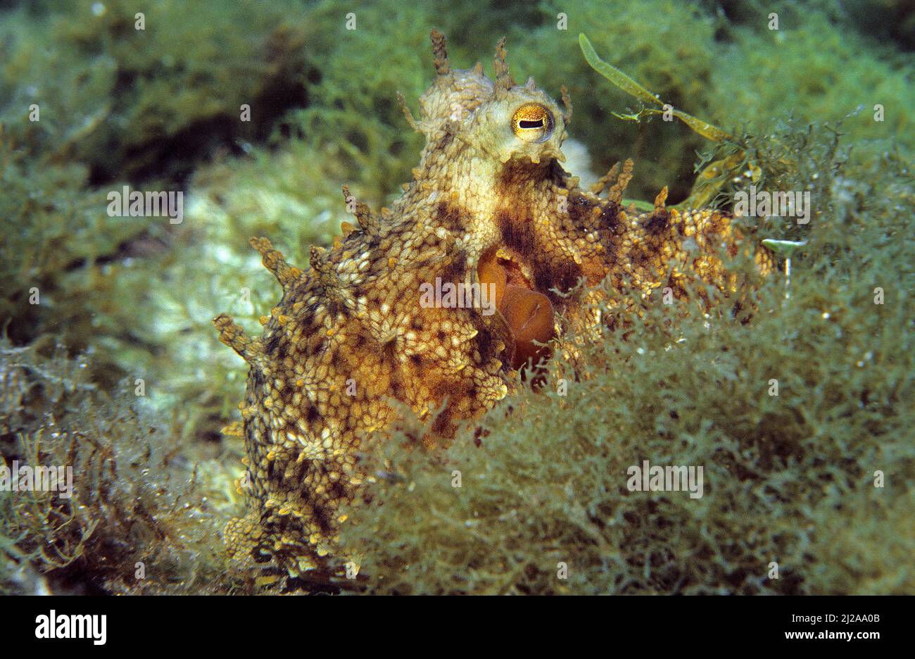 Common Octopus (Octopus vulgaris), Corsica, France Stock Photo