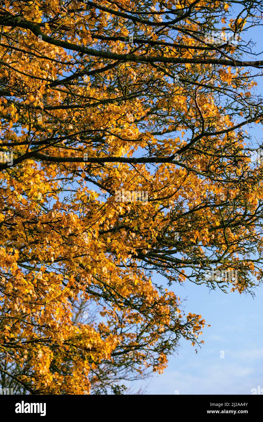 Deep yellow autumn leaves on a tree set against a clear blue sky. Stock Photo