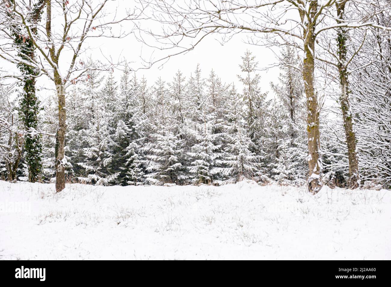Snow covered trees on a roadside. Stock Photo