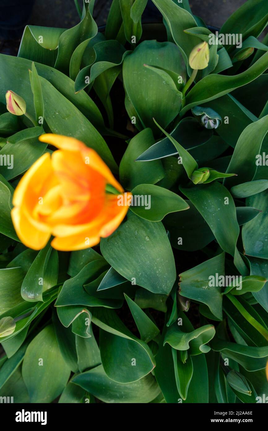 Close up of a bright orange tulip in bloom. Stock Photo