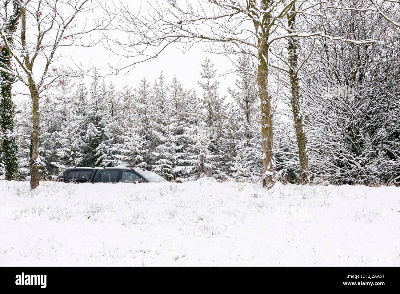 Snow covered trees on a roadside half hiding a car travelling along the road. Stock Photo