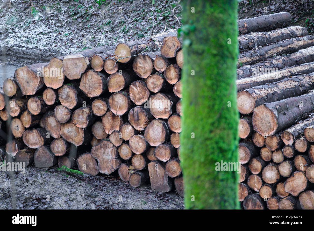 Huge pile of freshly cut logs stacked near to a forest in the Cotswold countryside. Stock Photo