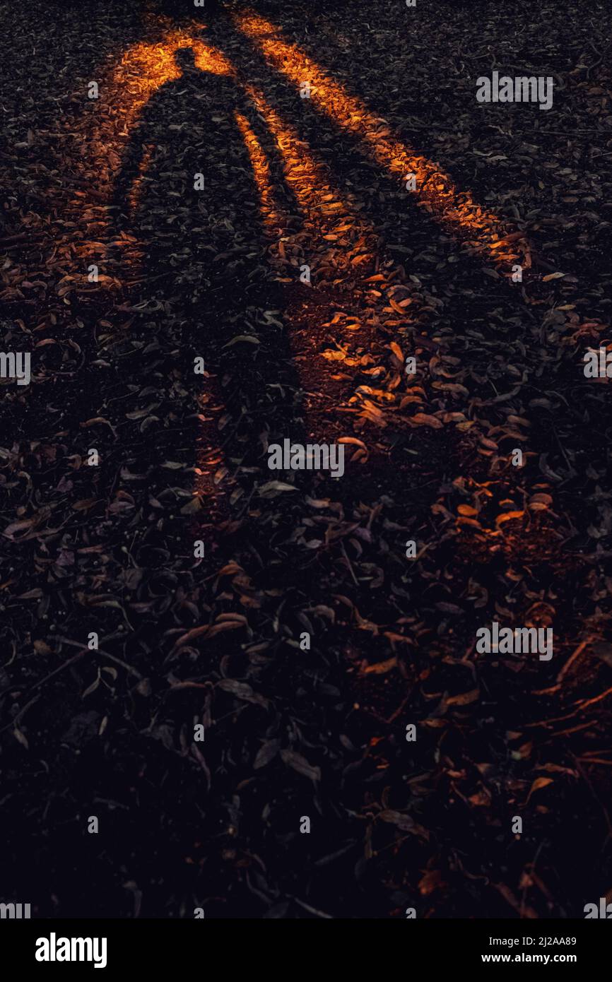 Shadow of a man cast on the ground in a forest in a pool of light from ...