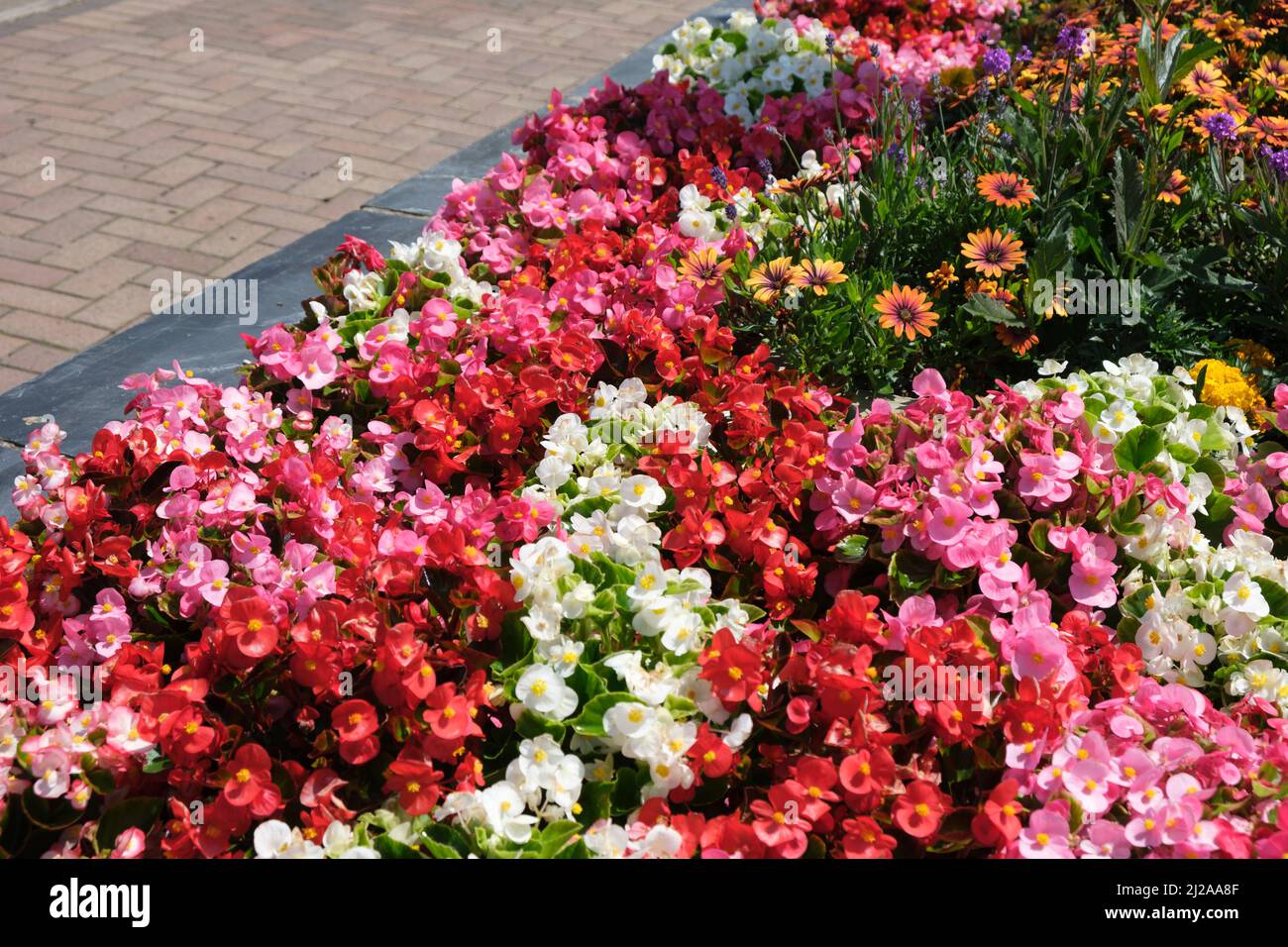 A display of various flowers in a cultivated flower border. Stock Photo