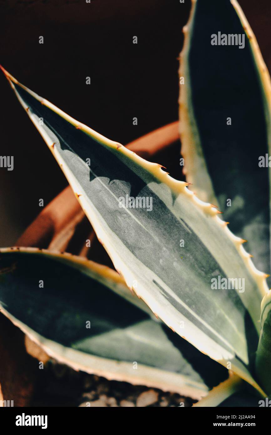 Close up of a variegated Agave plant with sharp spikes Stock Photo - Alamy