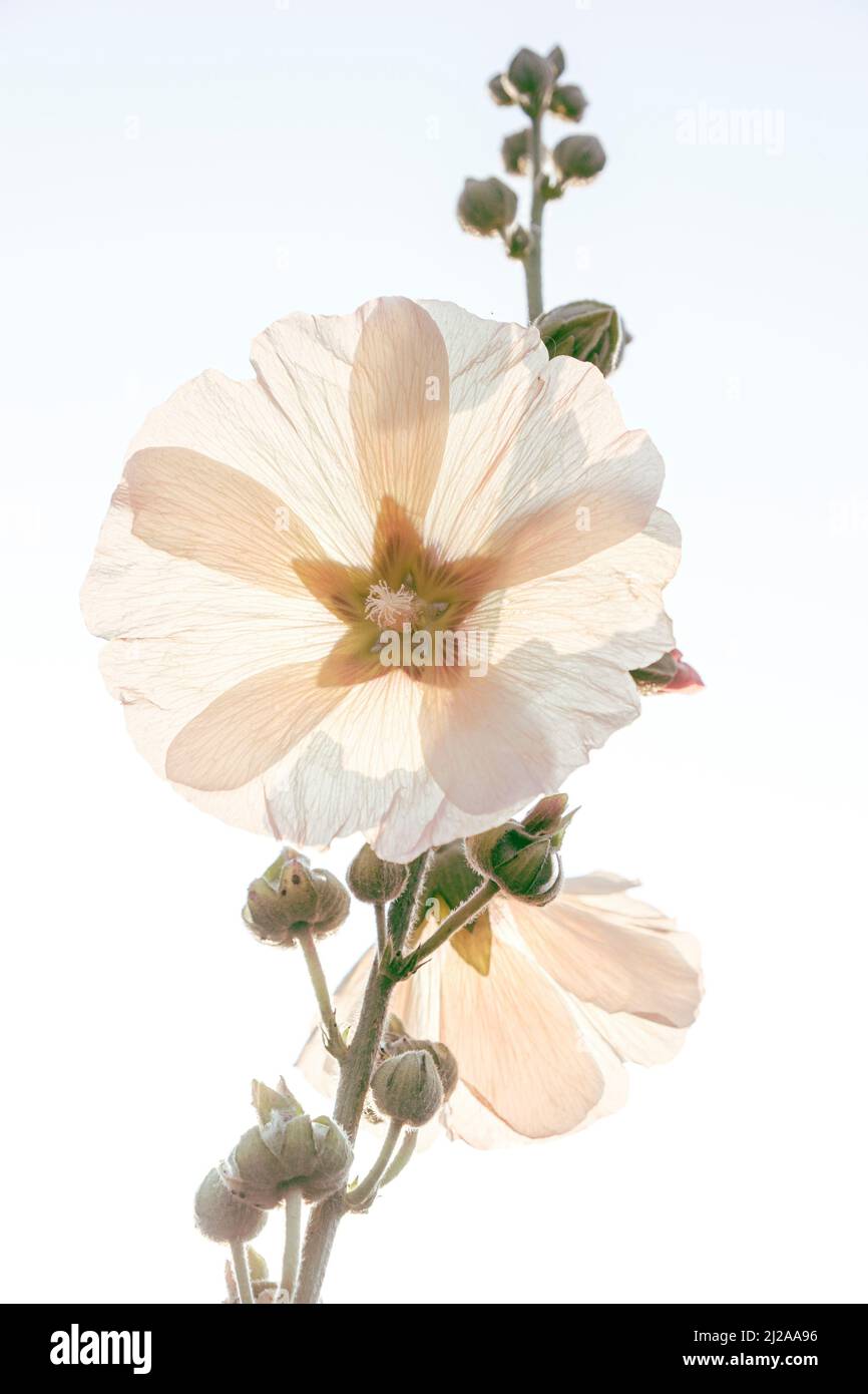 A tall white flower in bloom backlit by the setting sun. Stock Photo