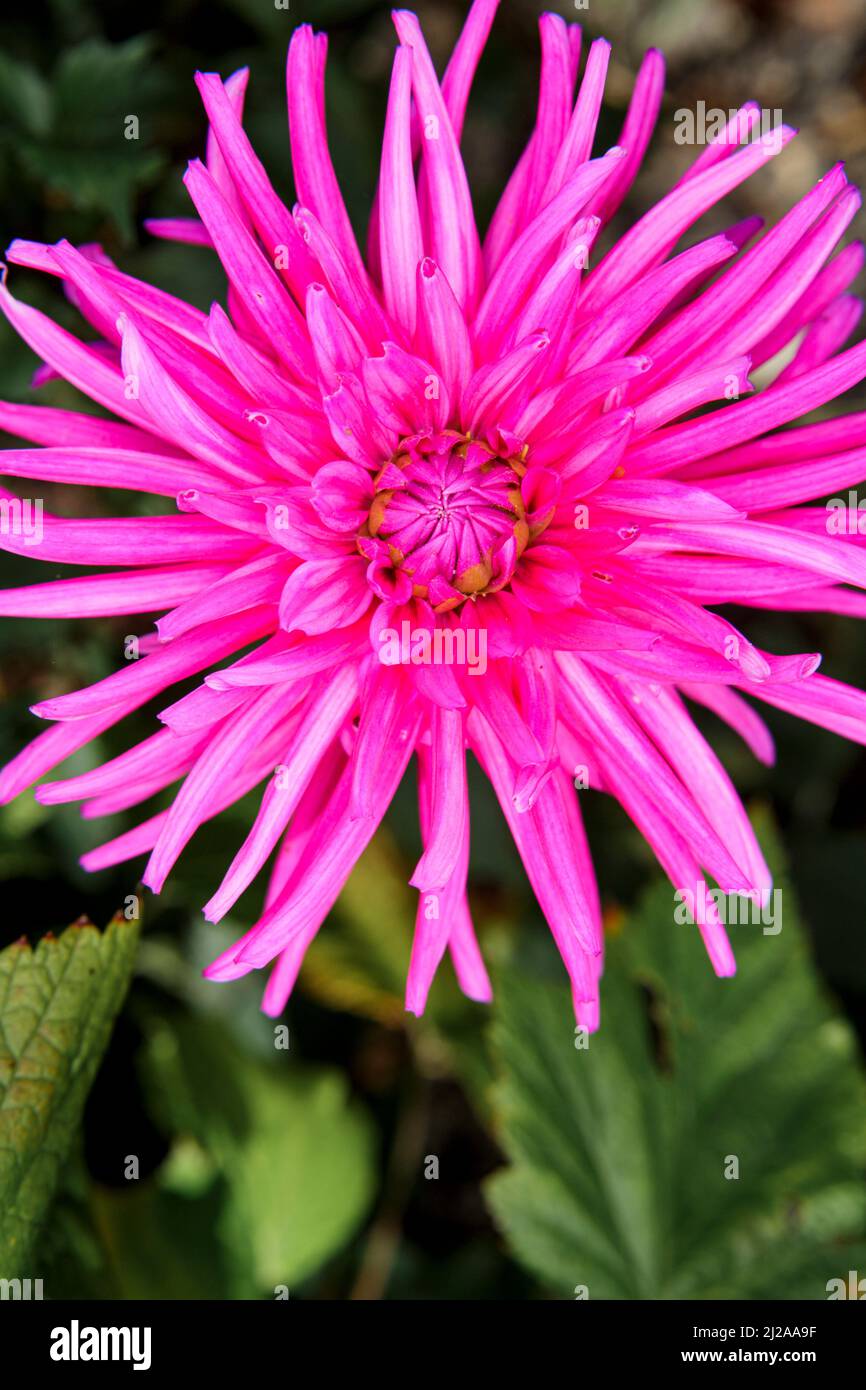 Close up detail of a large pink cactus style dhalia bloom. Stock Photo