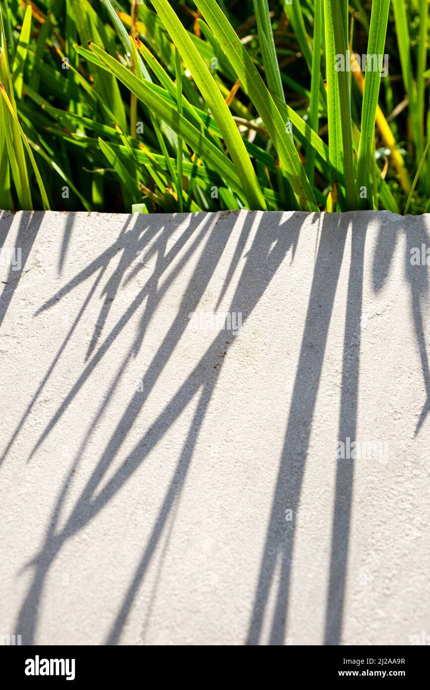 Shadows of tall fronds of grass cast on a stone wall in the sunshine. Stock Photo