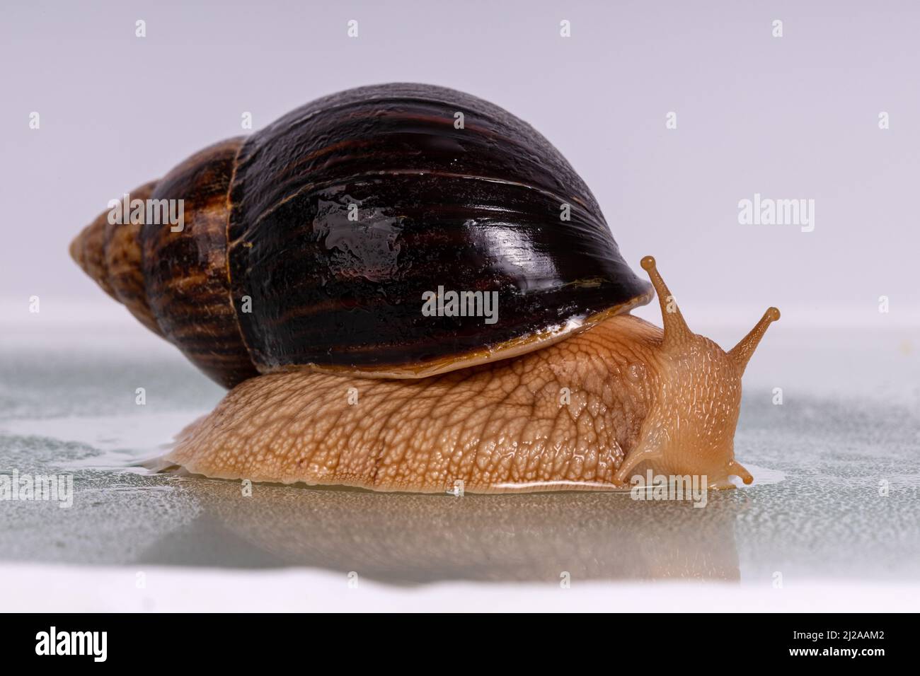 a large snail Achatina crawls on glass with water drops. High quality ...