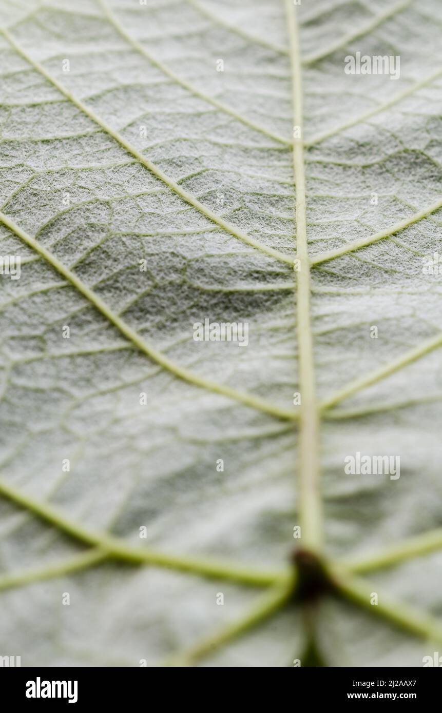 Vitis vinifera, green common grape vine leaf with visible veins Stock Photo