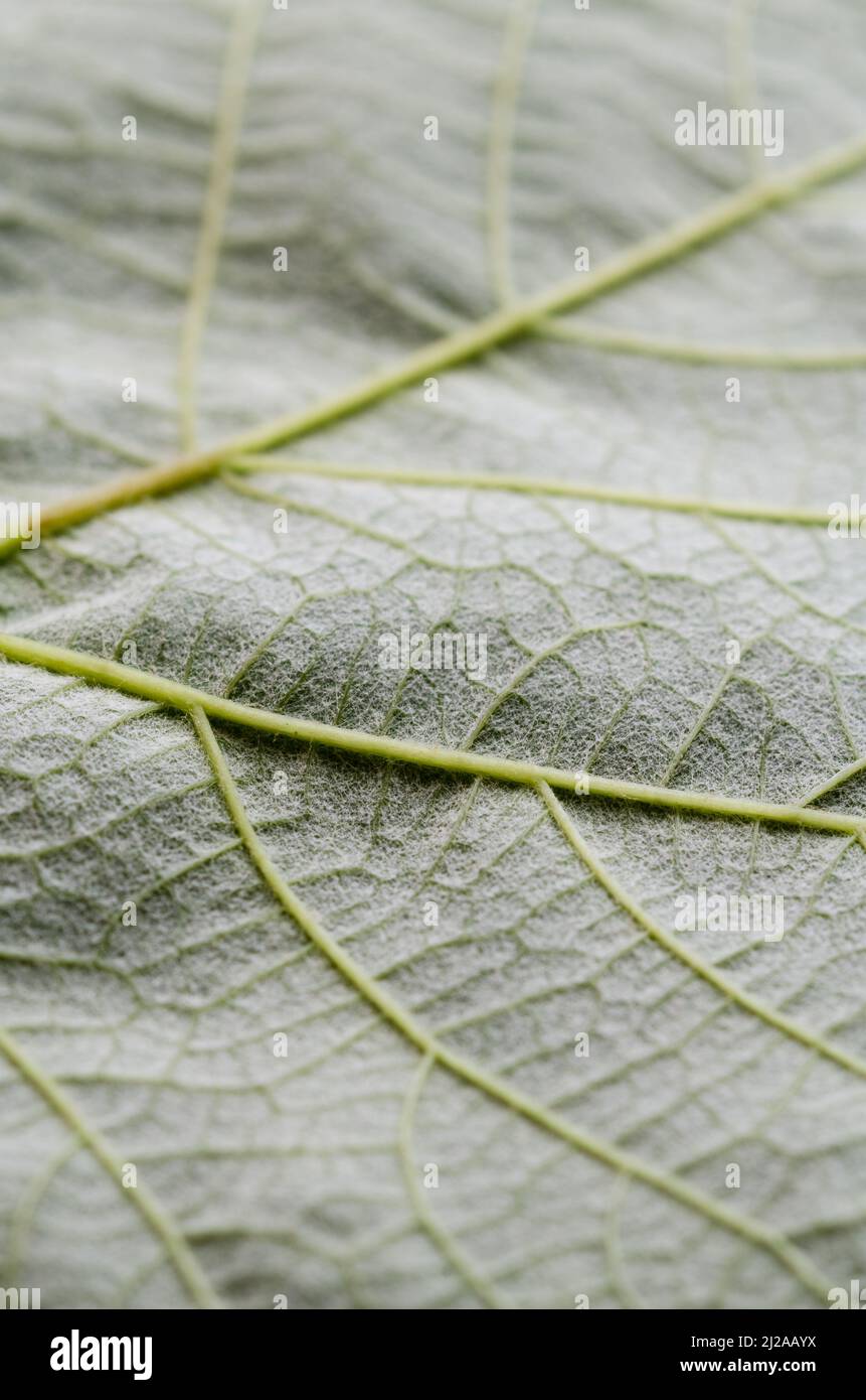 Vitis vinifera, green common grape vine leaf with visible veins Stock Photo