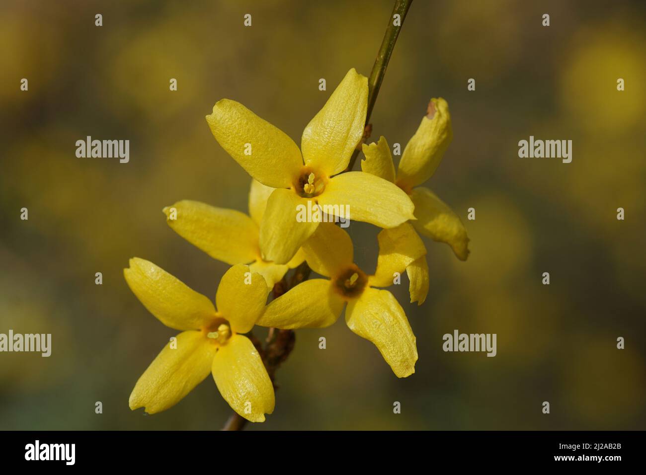 Close up Easter tree or Forsythia flowers blooming, announcing the beginning of spring. Olive family, Oleaceae. Blurred yellow flowers on  background Stock Photo