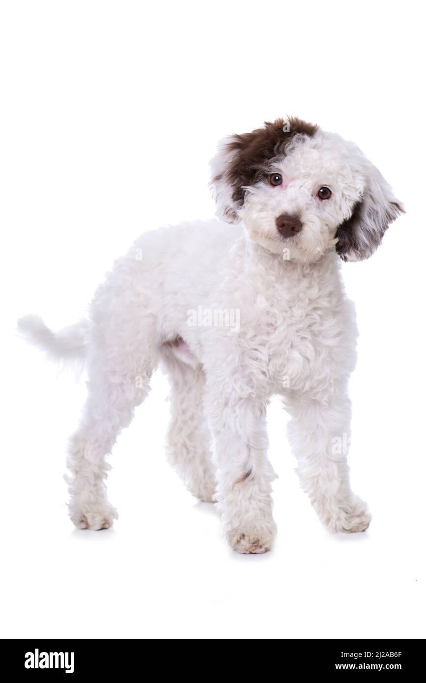 Cute cross breed dog isolated on white Stock Photo - Alamy