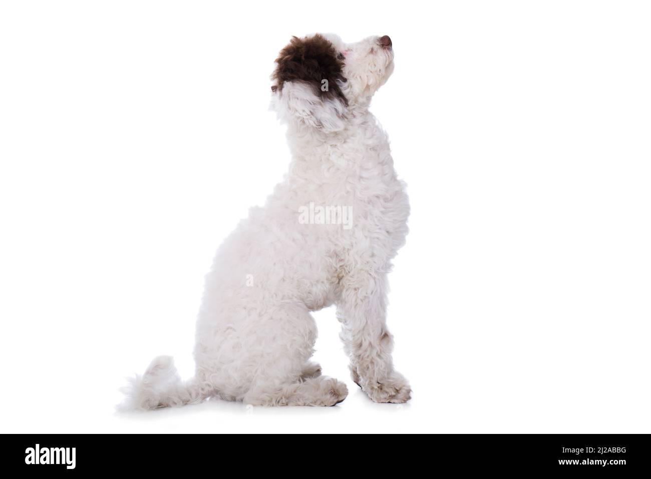 Cute cross breed dog isolated on white Stock Photo - Alamy