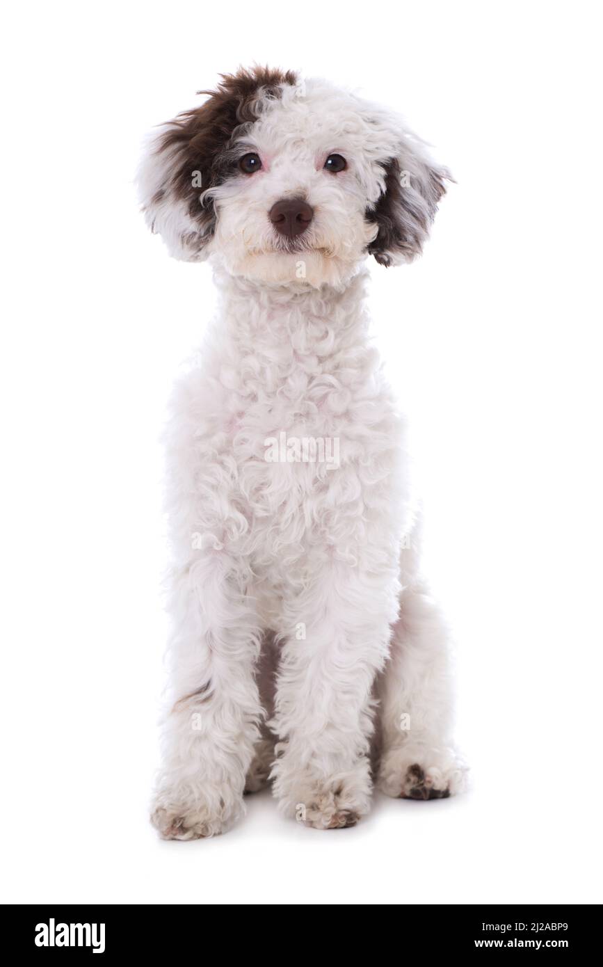 Cute cross breed dog isolated on white Stock Photo Alamy