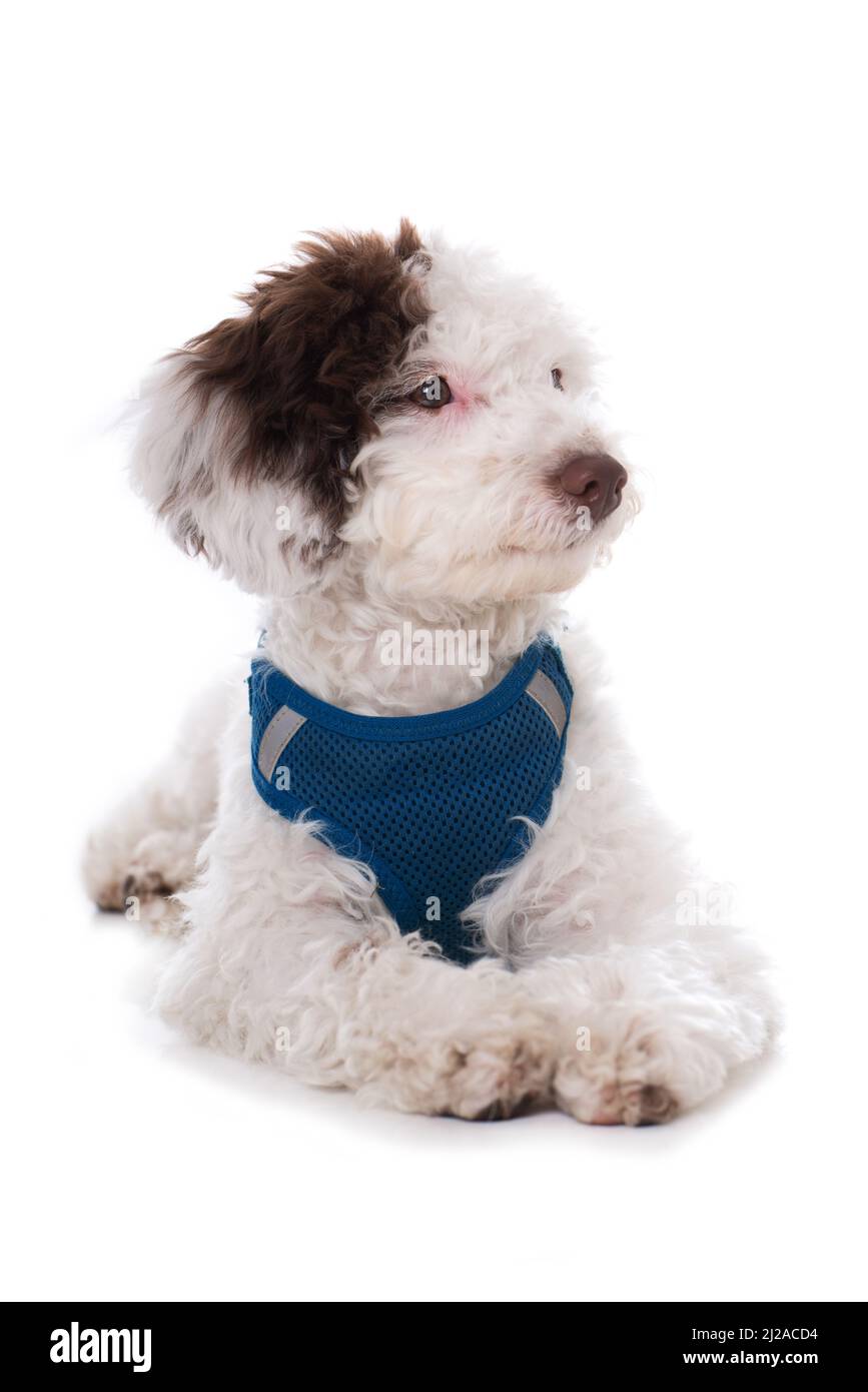 Dog with harness isolated on white Stock Photo - Alamy