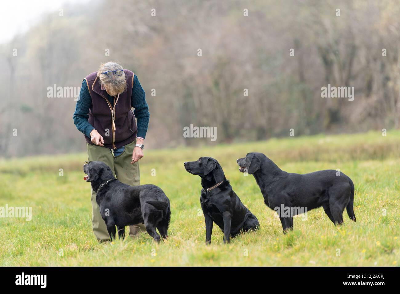 dog trainer and three Labrador dogs Stock Photo