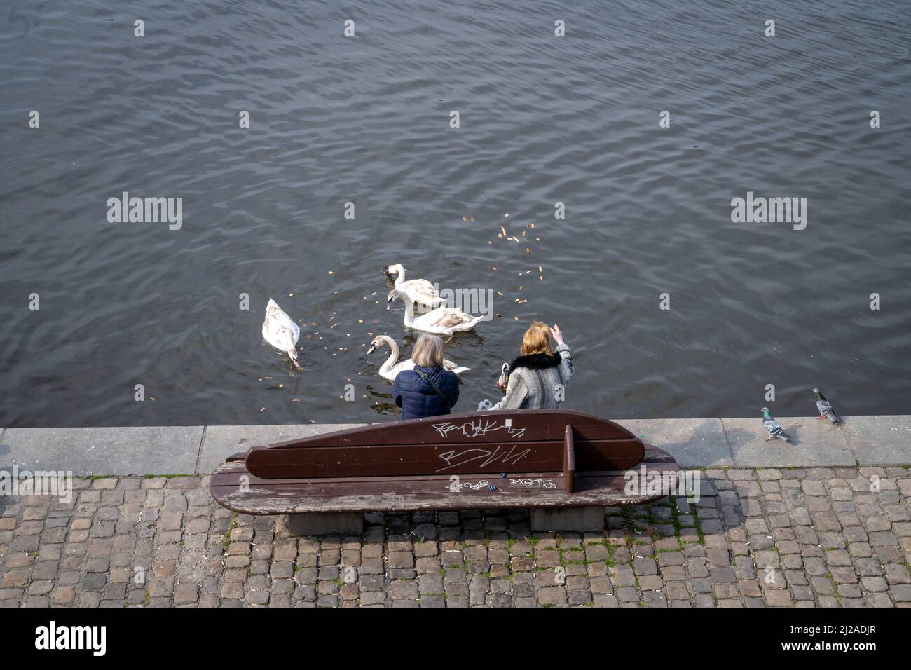Feeding the Swans on the Vltava river in Prague, Czech Republic. Stock Photo