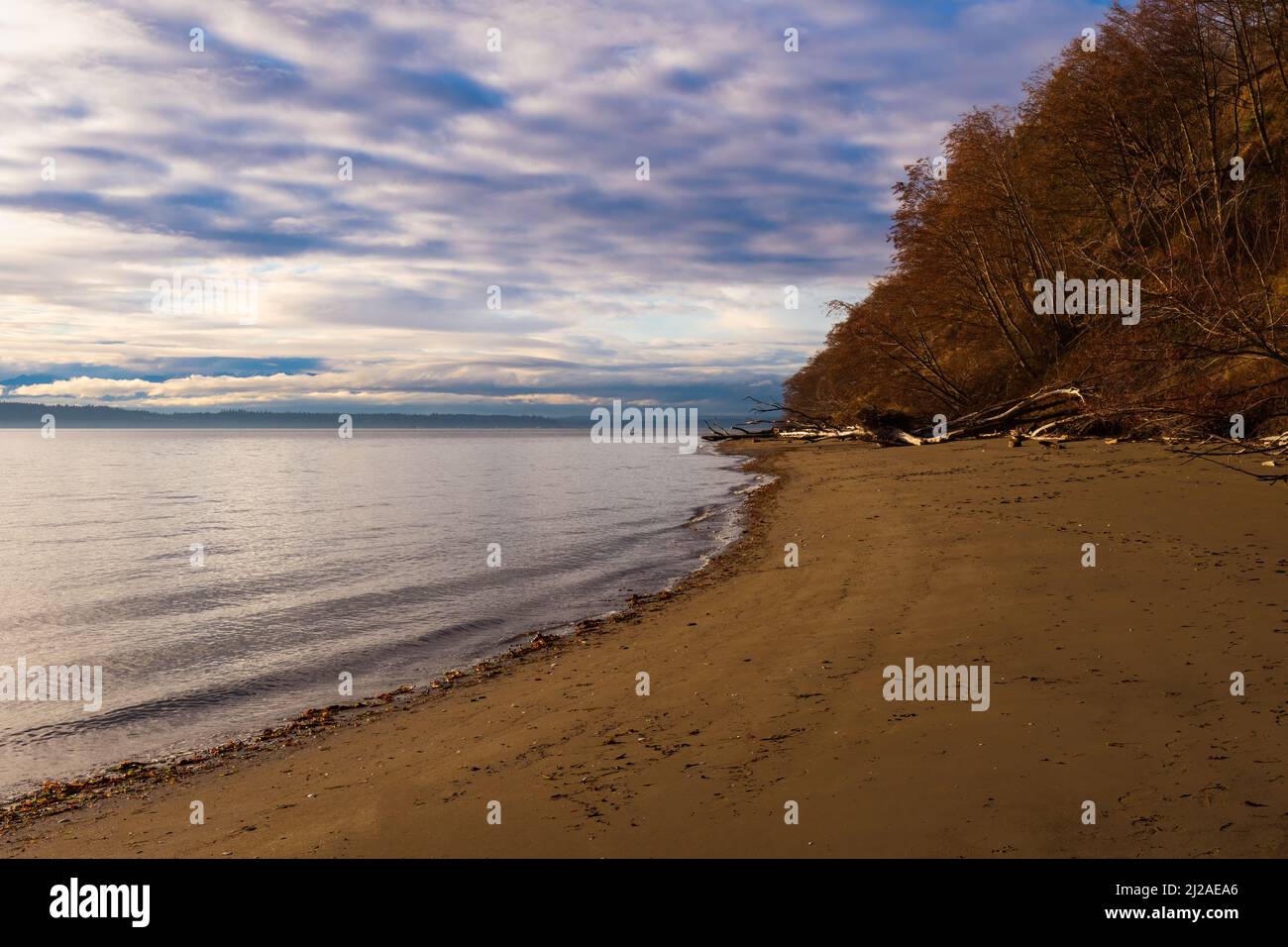 A BEACH AND THE PUGHT SOUND SHORELINE ON WHIDBEY ISLAND WITH FALL FOLIAGE AND A BLURRY CLOUDY SKY Stock Photo