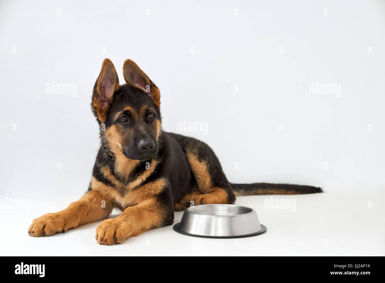 Black and silver hotsell german shepherd puppies