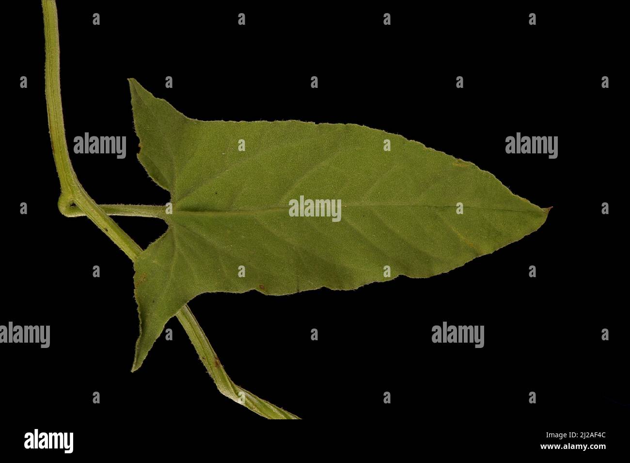 Field Bindweed (Convolvulus arvensis). Leaf Closeup Stock Photo Alamy