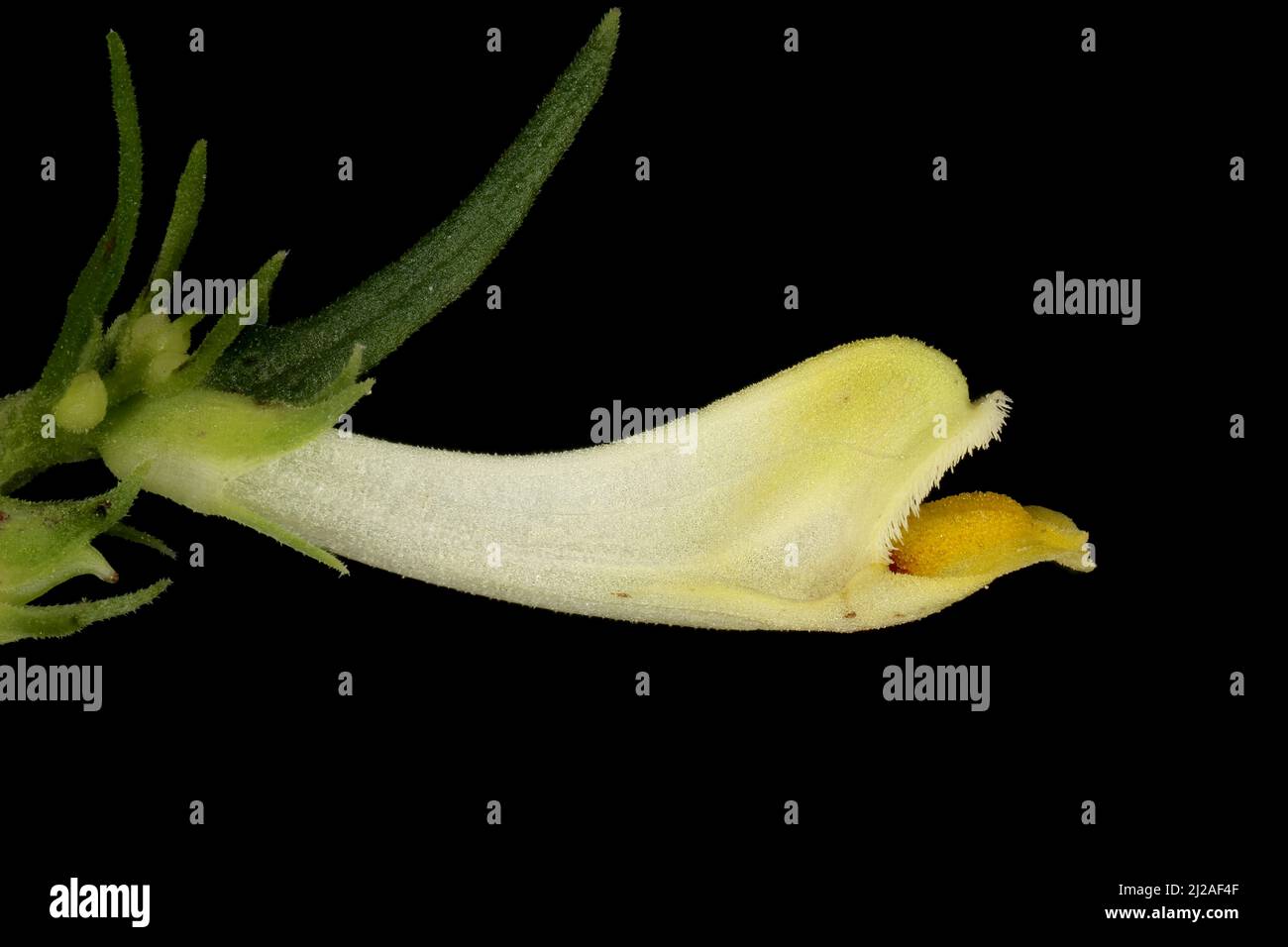 Common Cow-Wheat (Melampyrum pratense). Flower Closeup Stock Photo