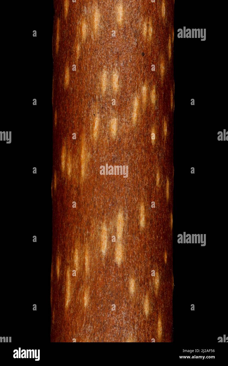 Hardy Kiwi (Actinidia arguta). Twig Detail Closeup Stock Photo