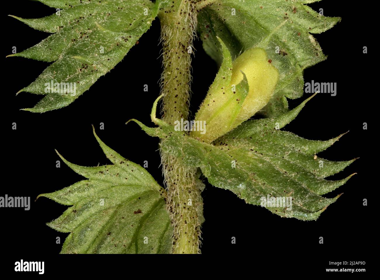 Spring Eyebright (Euphrasia x vernalis). Fruit Closeup Stock Photo