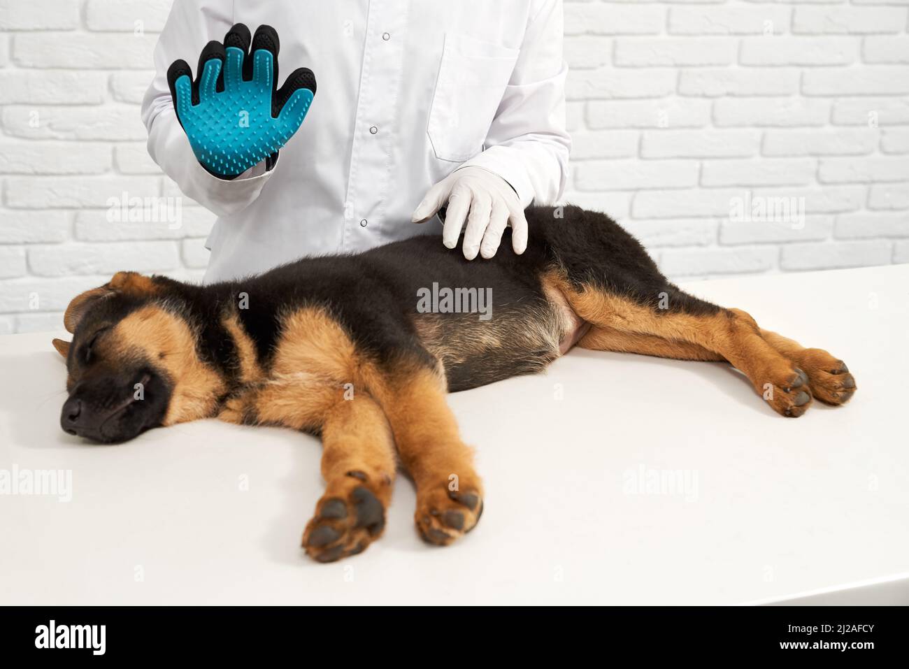 Crop of vet raising up hand in blue dotted glove over german shepherd puppy sleeping peacefully on table. Side view of vet examining pedigree dog in clinic. Concept of pets health care